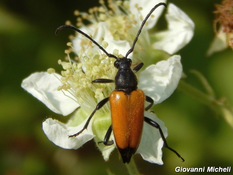 Serie di Cerambycidae del Parco del Ticino